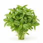 FRESH BASIL HOLLAND