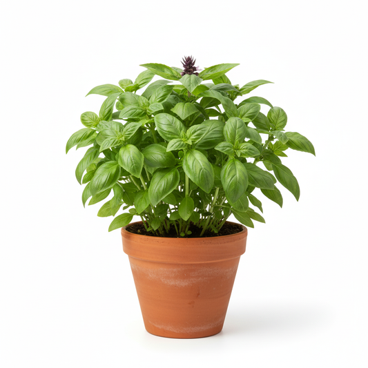 FRESH BASIL POT