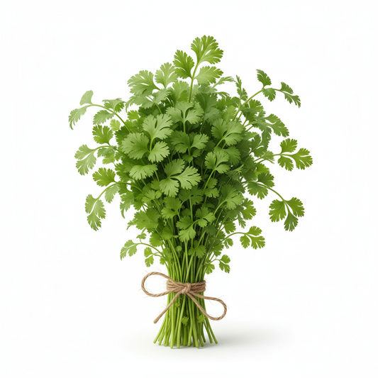 FRESH CORIANDER