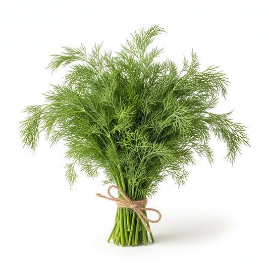 FRESH DILL