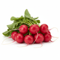 FRESH RED RADISH ROUND