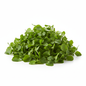 FRESH WATER CRESS LEAVES