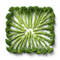 BROCOLINI (BABY BROCCOLI