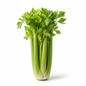 CELERY STICK LEAVES